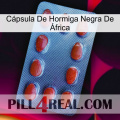 Cápsula De Hormiga Negra De África 06